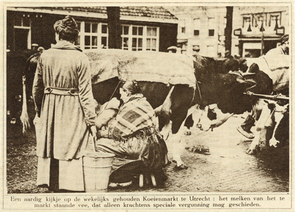 300977 Afbeelding van een vrouw die een koe melkt op de wekelijkse koeienmarkt op het Vredenburg te Utrecht.